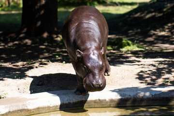 mały hipopotam przy wodopoju © meegi