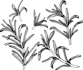 A sprig of rosemary with leaves on the stem. Simple black and white vector EPS 10 illustration drawn by hand, isolated on a white background. The best for design element, logo, menu, label, icon