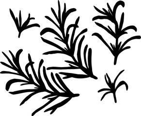 Fototapeta premium A sprig of rosemary with leaves on the stem. Rosemary Silhouette Set isolated on a white background The best for design logo, menu, label, icon, stamp