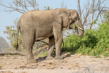 female desert-adapted Elephant eating leaves on bank of Huab river dry riverbed, near Vrede, Namibia
