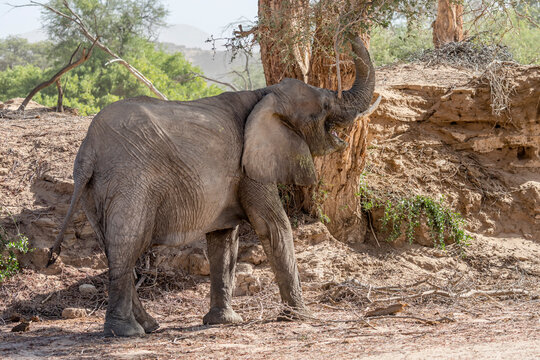 female desert-adapted Elephant grabbing leaves of big tree at Huab river dry riverbed, near Vrede, Namibia