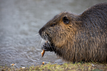 A nutria or coypu (Myocastor coypus) nibbles on a slice of bread on the bank of a pond