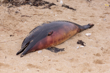 Dead little dolphin
