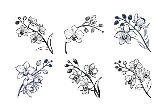 Orchid (Orchidaceae family) silhouette vector illustration