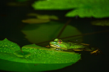 frog on the leaf