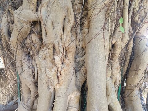 Close up of an old trunk of tree in forest highlighting wooden pattern on tree - Powered by Adobe