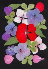 A display of summer flowers and petals on a black background.