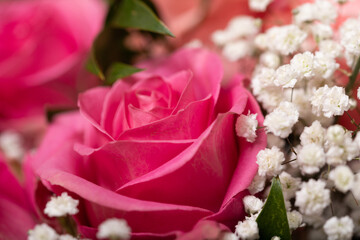 Beautiful pink rose with baby's breath. Perfect for Valentine's Day or romantic themes.