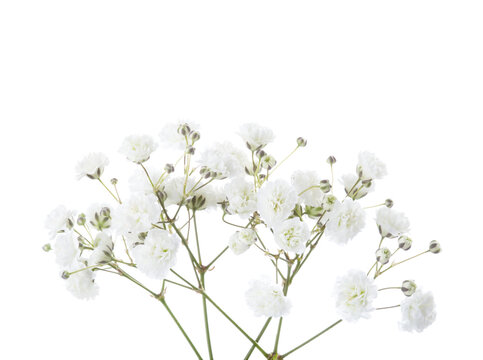 Small twigs with tiny white flowers of Gypsophila (Baby's-breath) isolated on white background.