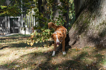 A Nova Scotia Duck Tolling Retriever near a large tree in a park, caught in a candid moment during...