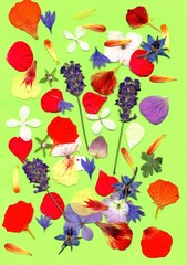 A display of presses summer flowers and petals on a bright green background.