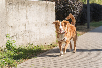 A Nova Scotia Duck Tolling Retriever walks confidently along a paved path on a sunny day. The...