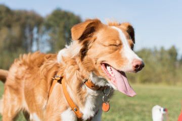 A close-up of a Nova Scotia Duck Tolling Retriever with its eyes closed and tongue out, expressing pure joy and contentment outdoors on a sunny day. 