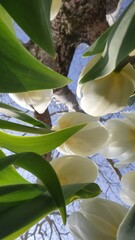 white tulips in the garden