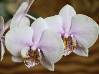 pink orchid flower