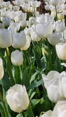white tulips in the garden