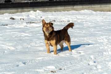 Brown dog stands on a snowy field under clear blue skies, casting a shadow in the bright sunlight.