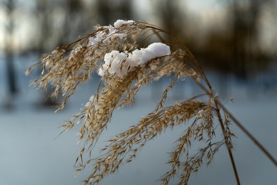 A close-up of snow-covered grass against a blurred winter landscape. - Powered by Adobe