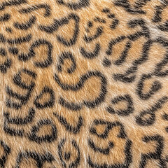 Print-ready pattern consisting of real animal textures