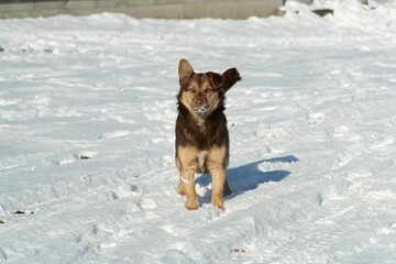 A brown dog with ears flapping walks through a snowy field on a sunny day.