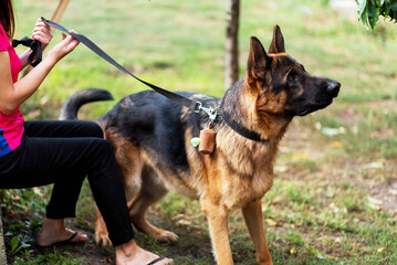 woman holding a male German Shepherd on a leash in the park, a bag with bags for dog poop, a woman walking a dog, caring for nature, leather bags for dogs, a leather collar for a dog
