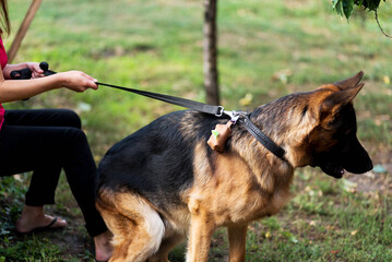 woman holding a male German Shepherd on a leash in the park, a bag with bags for dog poop, a woman walking a dog, caring for nature, leather bags for dogs, a leather collar for a dog