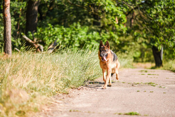 male German Shepherd on a walk in the summer forest, large dog walks in the field in the sunlight, walking a dog in the warm season, dog carries a stick