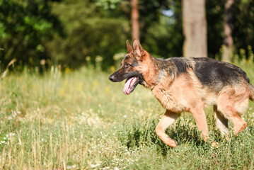 male German Shepherd on a walk in the summer forest, large dog walks in the field in the sunlight, walking a dog in the warm season, dog carries a stick