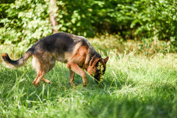 male German Shepherd on a walk in the summer forest, large dog walks in the field in the sunlight, walking a dog in the warm season, dog carries a stick
