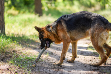 male German Shepherd on a walk in the summer forest, large dog walks in the field in the sunlight, walking a dog in the warm season, dog carries a stick