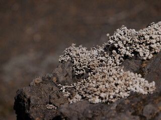 Close-Up 2