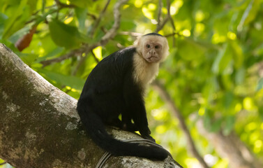 Capuchin monkey
