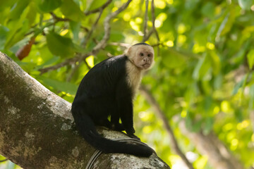Capuchin monkey