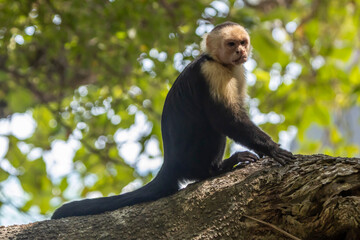 Capuchin monkey