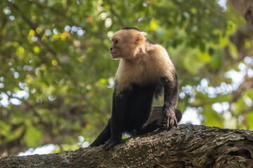 capuchin monkey