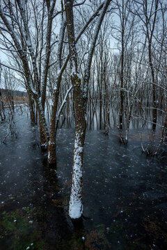 Winter forest with a pond , snowy and cold weather , trees grew up through the water , snow covered trees , landscape photography with snow , beautiful plase 