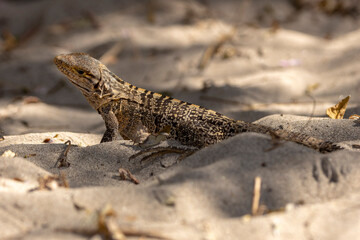 striped iguana