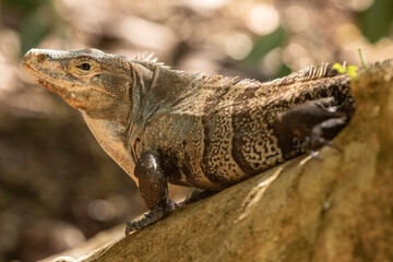 striped iguana