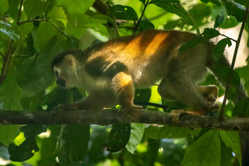 Squirrel Monkey