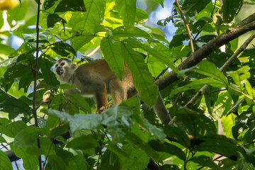 squirrel monkey on tree