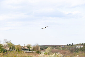 Ciconia ciconia stork soars over a rural landscape with rolling fields, blooming trees, and scattered houses. The stork glides through the sky, symbolizing migration and the arrival of spring.