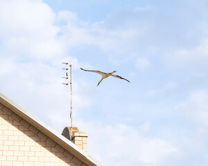 A white stork (Ciconia ciconia) flies gracefully above a house with a rooftop antenna, wings spread wide against a blue sky. Storks often nest near human settlements during the breeding season.