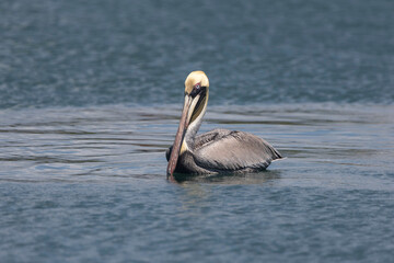 pelican on the beach