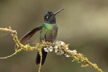 hummingbird on a branch