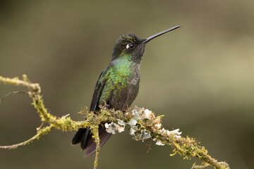 hummingbird on a branch