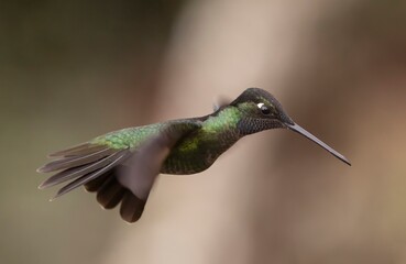 hummingbird in flight