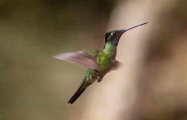 hummingbird in flight