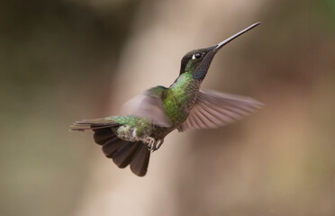 hummingbird in flight