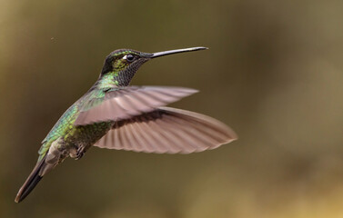 hummingbird in flight