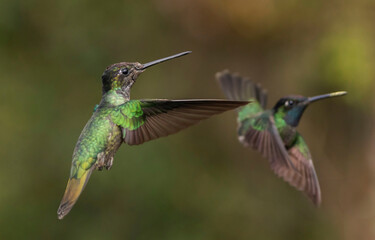 hummingbird in flight